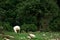 Sheep at grassy mountain meadow