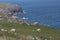 Sheep graze above sea cliffs at Cill Rialaig artists colony