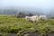 Sheep graze on the background of majestic nature, fog and Icelandic moss