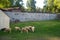 Sheep graze by colonial stone wall, idyllic agricultural village scene