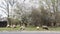 Sheep graze in the countryside. Spring