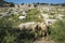 Sheep graze eating thorny bush amid ancient Lycian ruins of Patara, Mediterranean region, Turkey