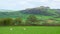 Sheep graze on a farmland