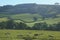 Sheep graze on a farmland