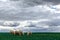 Sheep graze in the field. storm clouds in the sky