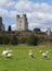 Sheep graze in front of old castle