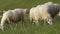 Sheep graze grass on a fresh green meadow in organic farm in sunny summer nature