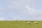 Sheep graze on grassy near leeuwarden in the netherlands on