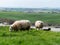 Sheep graze in a green meadow. A few sheep in a farmer`s pasture. Free grazing of livestock. Agricultural landscape