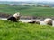 Sheep graze in a green meadow. A few sheep in a farmer`s pasture. Free grazing of livestock. Agricultural landscape. White sheep