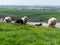 Sheep graze in a green meadow. A few sheep in a farmer`s pasture. Free grazing of livestock. Agricultural landscape. White sheep