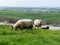 Sheep graze in a green meadow. A few sheep in a farmer`s pasture. Free grazing of livestock. Agricultural landscape. White sheep