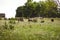 Sheep graze in a green meadow with green foliage, small Christmas trees and huge oak trees in the background on a sunny summer day