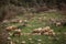 sheep graze on a green meadow in the mountains