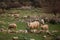 sheep graze on a green meadow in the mountains