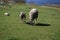 Sheep graze in green meadow, pond and spring forest in the background.