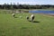 Sheep graze in green meadow, pond and spring forest in the background.