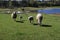 Sheep graze in green meadow, pond and spring forest in the background.