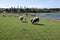 Sheep graze in green meadow, pond and spring forest in the background.