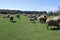 Sheep graze in green meadow, pond and spring forest in the background.