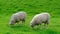 Sheep graze on a green meadow on a summer sunny day