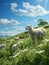 Sheep graze on green meadow on sunny day. AI