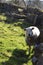 Sheep graze in a hilly area in the autumn.