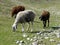 Sheep graze in Hissar valley