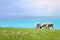 Sheep graze in meadow