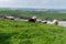 Sheep graze in a meadow. A few sheep in a farmer`s pasture. Free grazing of livestock. Agricultural landscape. White sheep on