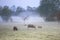 Sheep graze on misty pasture