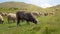 Sheep graze in the mountains. Traditional economy Highlanders