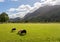 Sheep graze near Buttermere Lake District