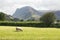 Sheep graze near Buttermere Lake District