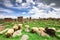 Sheep graze in Noratus