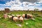 Sheep graze in Noratus