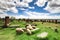 Sheep graze in Noratus