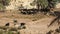 Sheep graze in an oasis of the Tunisian desert