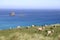 Sheep graze on pasture on the cliff, South Island, New Zealand