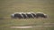 Sheep graze on pasture in drought