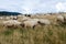 Sheep graze the pastures in autumn. Herd of sheep and lambs in mountains searching for food. Group of domestic sheep on meadow eat