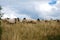 Sheep graze the pastures in autumn. Herd of sheep and lambs running on mountains. Group of domestic sheep on meadow eating green g