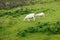 Sheep graze on a rocky mountainside in rural Scotland
