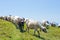 Sheep graze on the slopes of the Ukrainian Carpathians. Against the background of green grass and blue sky