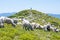 The sheep that graze on the slopes of the Ukrainian Carpathians. The mountain is visible shepherd.