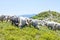 The sheep that graze on the slopes of the Ukrainian Carpathians supervised shepherd