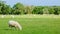 Sheep graze with their heads down on the big meadow.