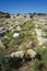 Sheep graze in thorny bush amid ancient Lycian ruins of Patara, Mediterranean region, Turkey