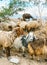 Sheep are grazed on a pasture in the Jordanian mountains