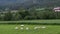 Sheep grazeing green grass and lambs playing together in a pasture near a forested mountain.